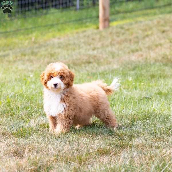 Meadow, Mini Bernedoodle Puppy